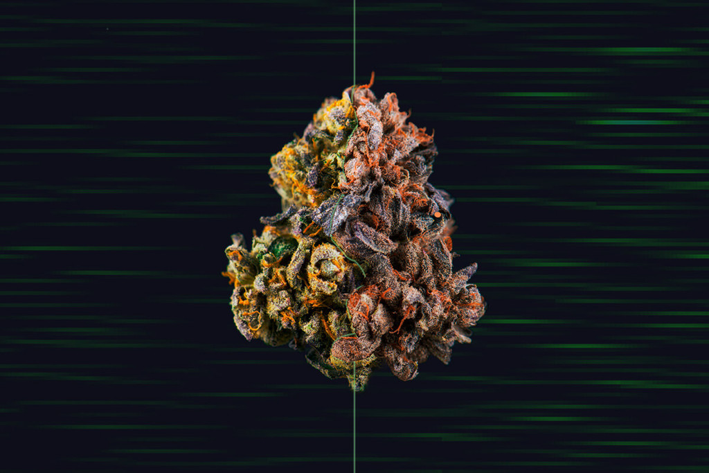 Hogyan szárítsuk ki gyorsan a kannabiszt - RQS Blog