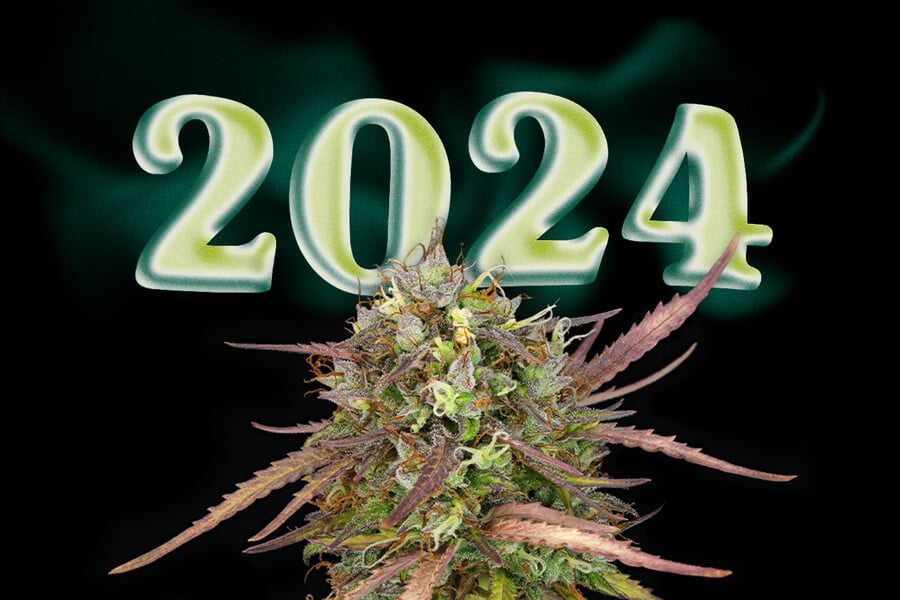2024 legjobb új kannabisztörzsei