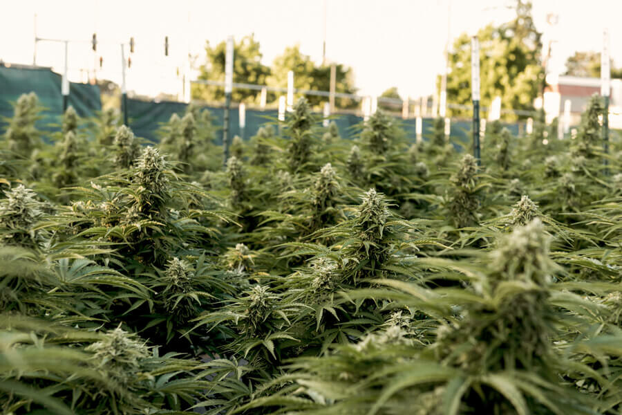 Mennyi napfény szükséges a kültéri kannabisznak a növekedéshez? - RQS Blog