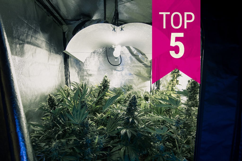 TOP 5 alacsony illatintenzitású kannabisztörzs, amely 2024-ban is diszkrét