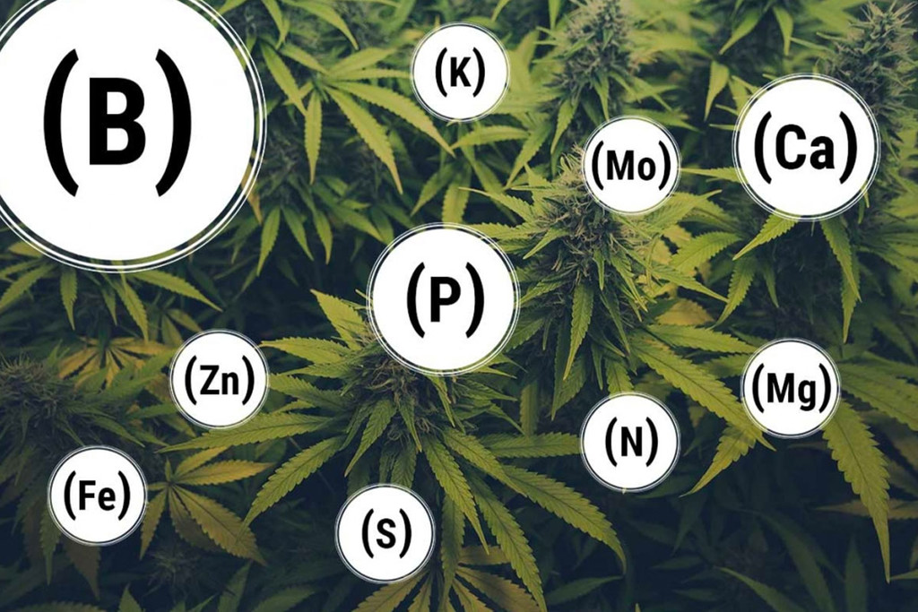 Hogyan lehet megelőzni és orvosolni a kannabisz tápanyaghiányait  - RQS Blog