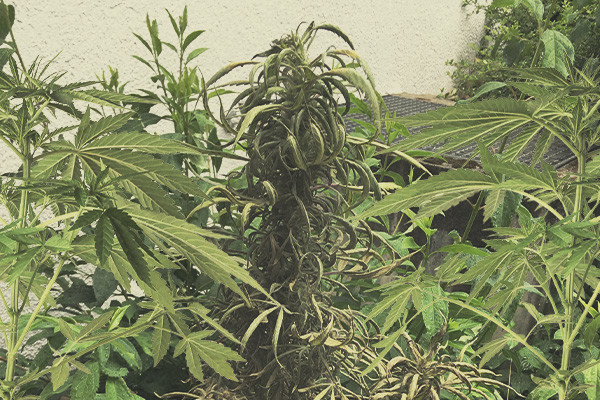 A gyakori kannabiszbetegségek azonosítása és kezelése - RQS Blog