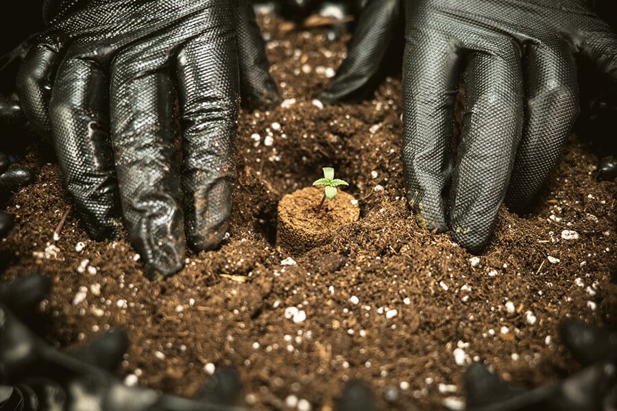 A legjobb talaj autovirágzó kannabisz termesztéséhez
