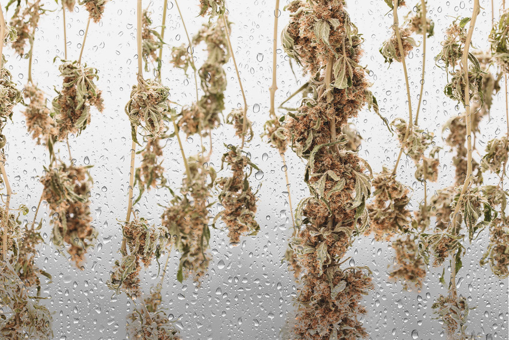 A rejtett tartaléka csontszáraz? Rehidratálja kannabisz rügyeit! - RQS Blog