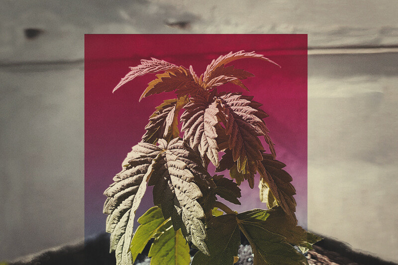 Lassú kannabisznövény-növekedés - mit kezdhetünk ezzel - RQS Blog