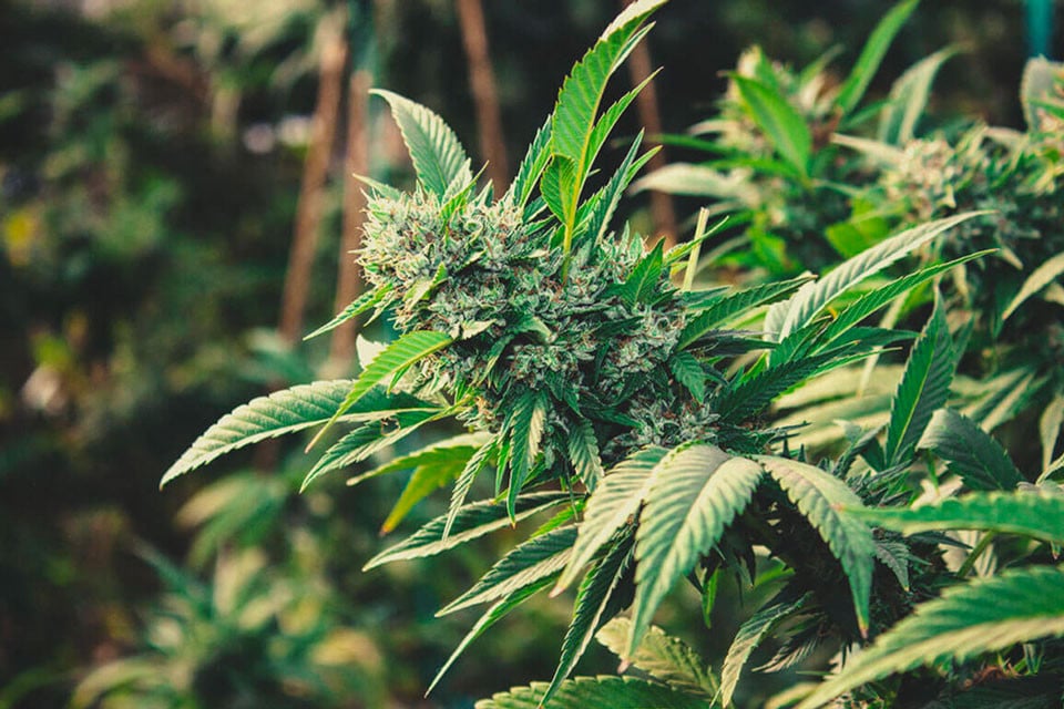 Hogyan termesszünk kannabiszt szabadtéren 2025-ben