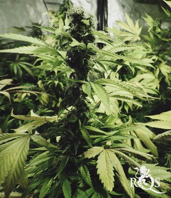 Northern Light Northern Light