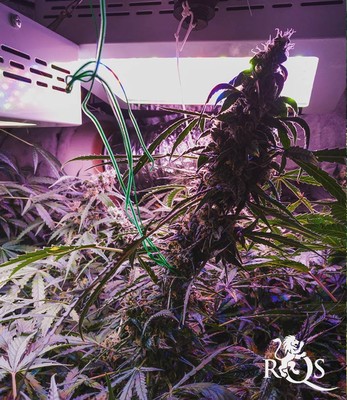 Northern Light Northern Light