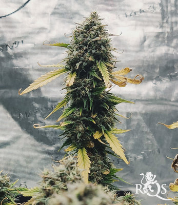 Northern Light Auto Northern Light Auto