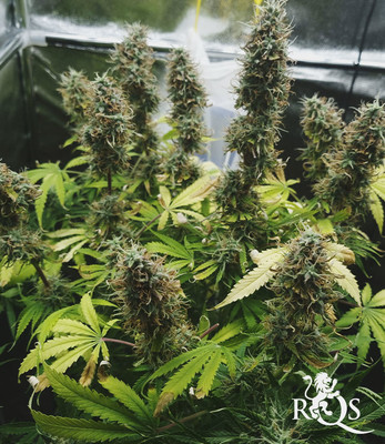 Northern Light Auto Northern Light Auto