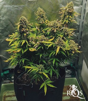 Northern Light Auto Northern Light Auto