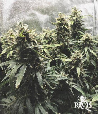 Autoflowering Mix Autoflowering Mix