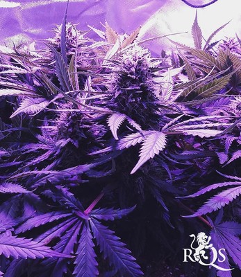 Royal Cheese (gyorsan virágzó)