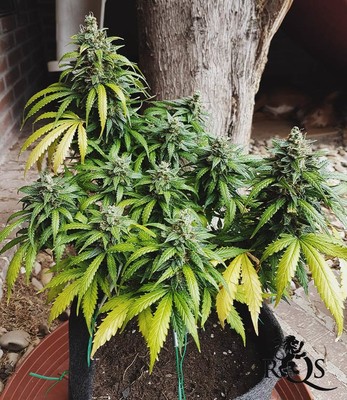 Royal Creamatic Royal Creamatic