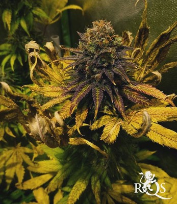 Candy Kush Express (gyorsan virágzó)