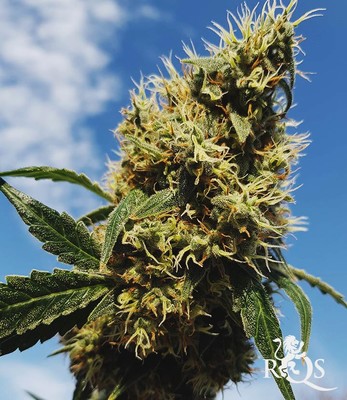 Mother Gorilla (Korábban Royal Madre)