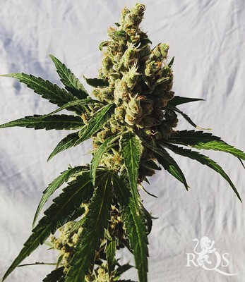 Mother Gorilla (Korábban Royal Madre)