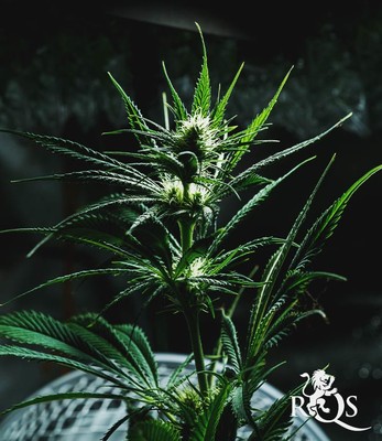 Mother Gorilla (Korábban Royal Madre)