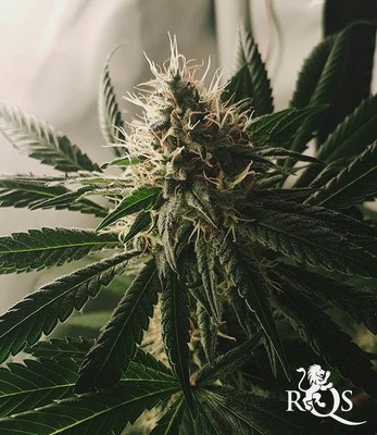 Lemon Shining Silver Haze Lemon Shining Silver Haze