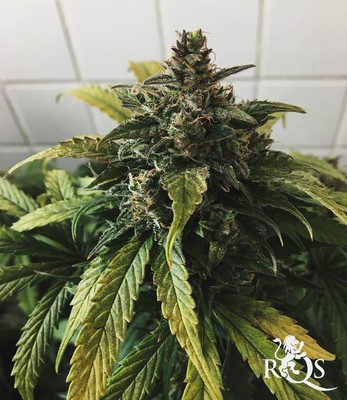 Stress Killer Automatic CBD Stress Killer Automatic CBD