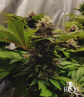 Purple Queen Purple Queen