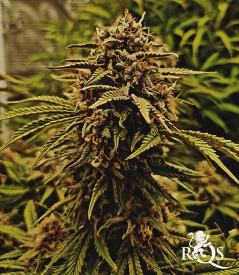 AMG - Amnesia Mac Ganja