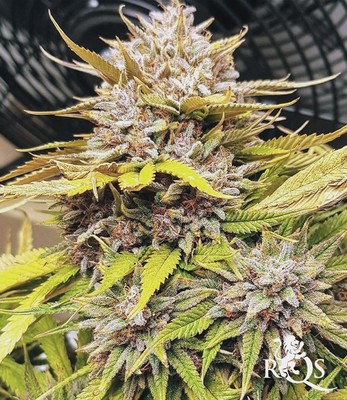 Fat Banana Auto Fat Banana Auto