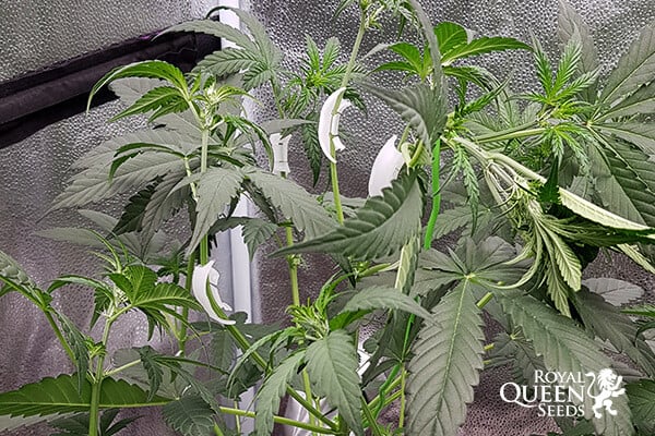 Növénycsipeszek LTS technikához