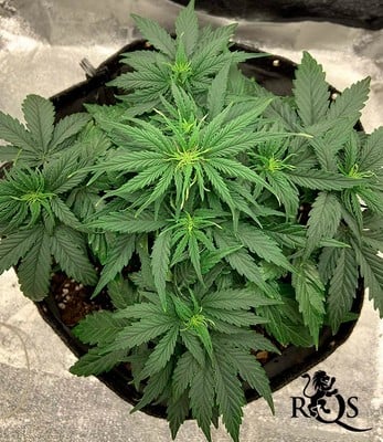 Milky Way F1 Milky Way F1