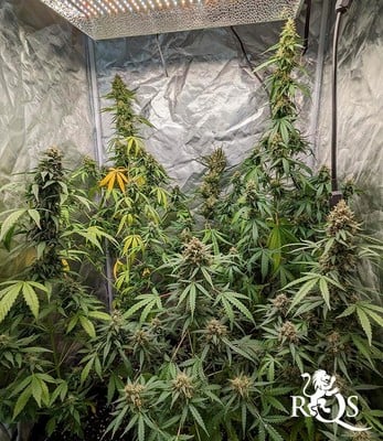 Milky Way F1 Milky Way F1